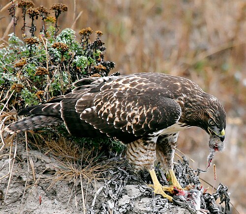 Wildlife